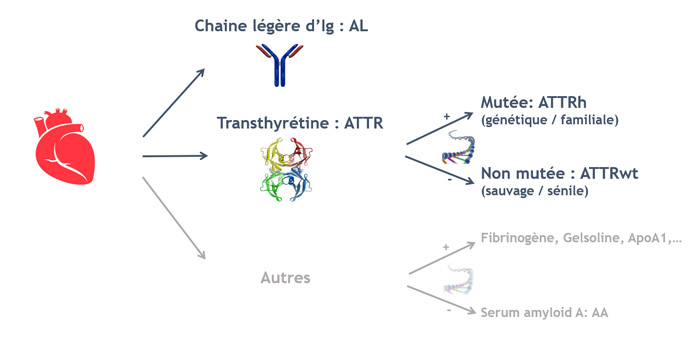 Figure 1 : les différents types d’amylose cardiaque AL : amylose à chaines légères ; ATTR : amylose à transthyrétine ; ATTRv : amylose à transthyrétine mutée ; ATTRwt : amylose à transthyrétine wild-type (sauvage)