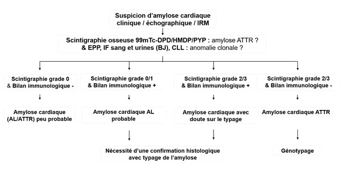 Figure 2 : algorithme diagnostique pour les amyloses cardiaques AL : amylose à chaines légères ; ATTR : amylose à transthyrétine ; BJ : protéinurie de Bence Jones ; CLL : chaines légères libres sériques ; EPP : électrophorèse des protides sériques ;  IF : immuno-fixation