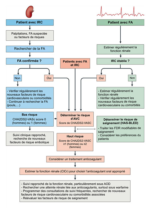 Algorithme de prise en charge du patient insuffisant rénal chronique avec suspicion de fibrillation atriale 
