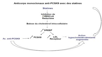 Hypercholestérolémie familiale hétérozygote et anticorps monoclonaux anti-PCSK9