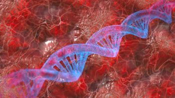 Avoir un chromosome sexuel surnuméraire augmente le risque thrombo-embolique