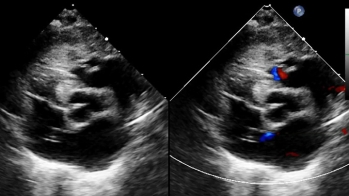 Ceci n’est pas un félin