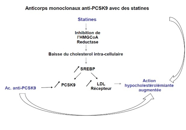 Anticorps monoclaux anti-PCSK9 avec les statines