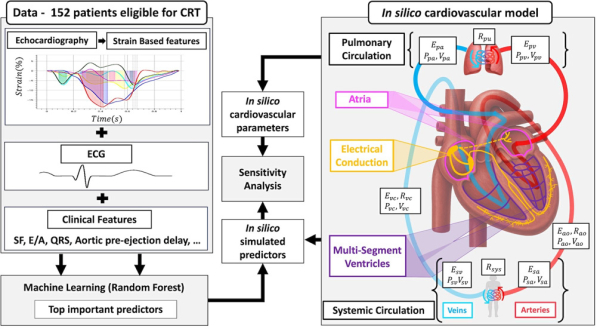 Figure 1 : Jeu de donn&eacute;es cliniques et s&eacute;lection des pr&eacute;dicteurs par machine learning (&agrave; gauche). Analyse de sensibilit&eacute; (au centre). Mod&egrave;le cardiovasculaire in silico (&agrave; droite).
