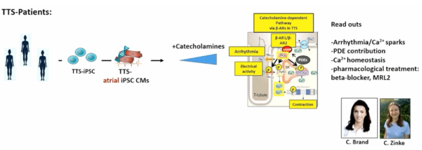 Figure1 : Genèse des cardiomyocytes atriaux « Tako-Tsubo » via traitement par des catécholamines in vitro