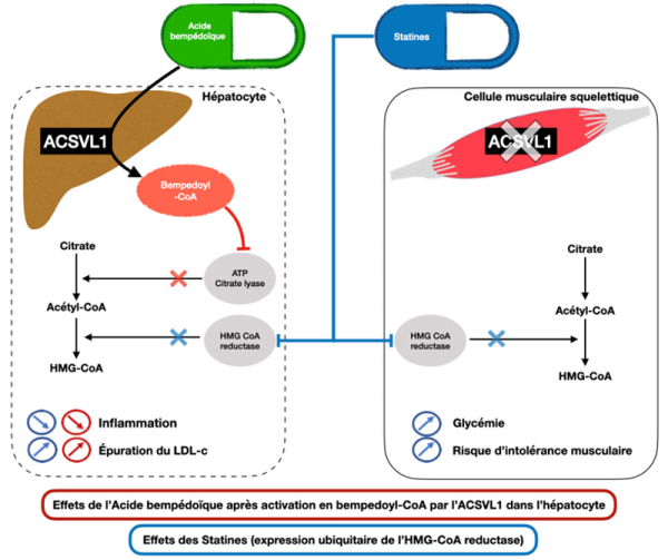 Figure 1 : comparaison entre les effets des statines et les effets de l'acide bempédoïque