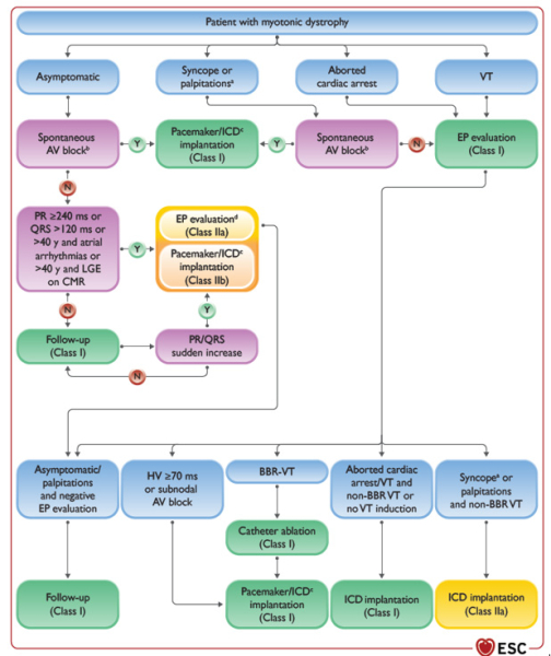 Figure : Algorithme de prise en charge de la dystrophie myotonique 