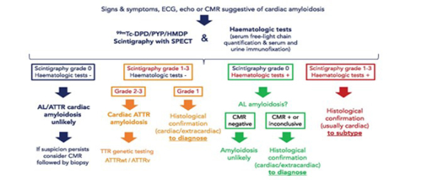 Algorithme diagnostic de l’amylose cardiaque proposé par l’ESC