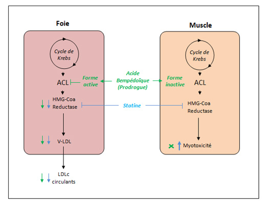 Figure 1 : Mécanisme d’action simplifié de l’acide Bempédoïque comparé aux statines. ACL : ATP Citrate Lyase