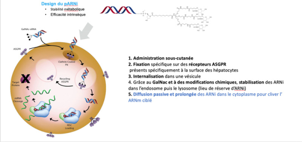 Conjugués GalNAc-pARNi