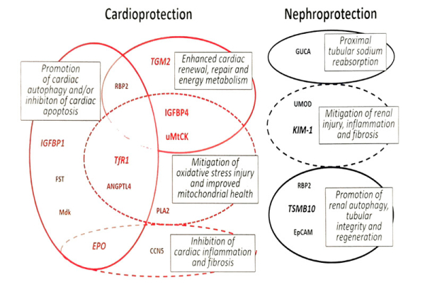 Cardioprotection and Nephroprotection